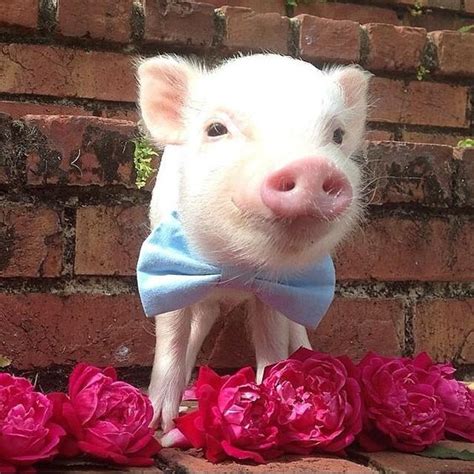 She debuted in the episode soft play. Piglet Wearing Bow Tie and Flowers | LuvBat