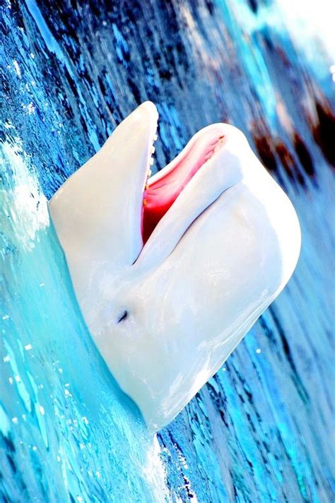 3611 Best Images About Sea Creatures On Pinterest Beluga