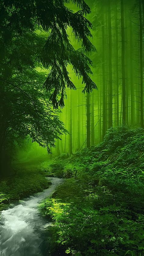 Mystical Forest Peyzaj Düzenlemesi Fikirleri