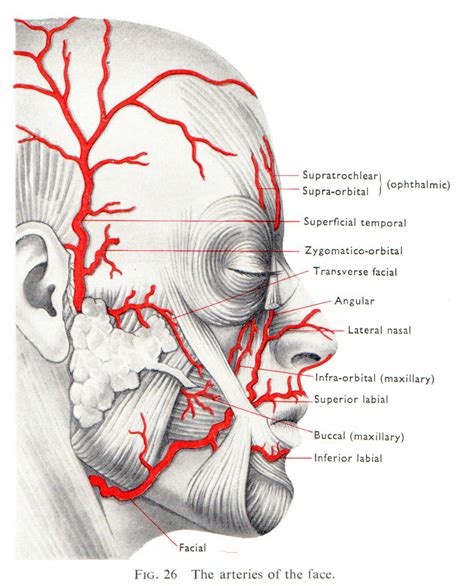 Facial Arterial Blood Supply Dental Anatomy Facial Anatomy Facial Nerve