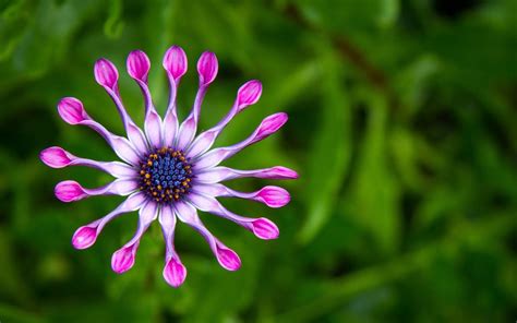 Flower names names associated with flowers. Pin on roses & more
