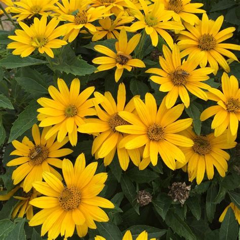 Proven winners® perennials hardiness zone: Tuscan Gold™ - False Sunflower - Heliopsis helianthoides ...