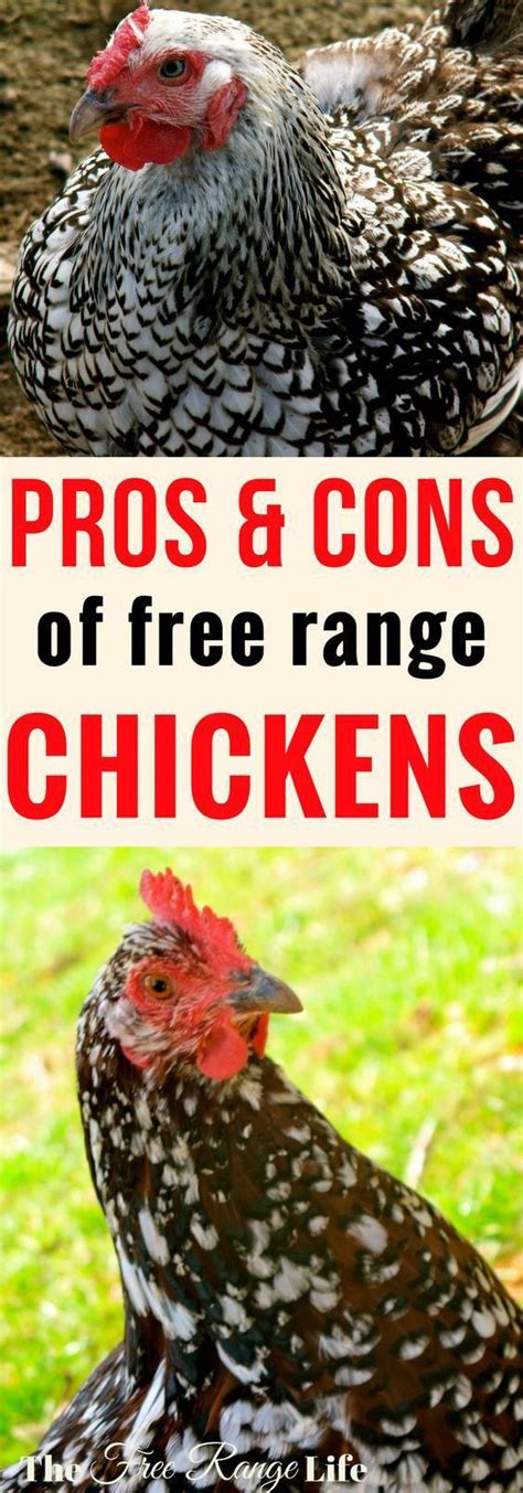 The Pros and Cons of Free Range Chickens | Free range ...