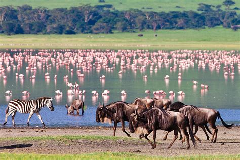 Birds And Mammals Of The Serengeti And Beyond Tanzania