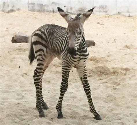 Photos Video Adorable Baby Zebra Born At Disneys Animal