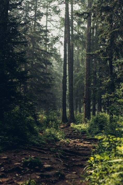 350 Stunning Forest Pictures Hq Download Free Images On Unsplash