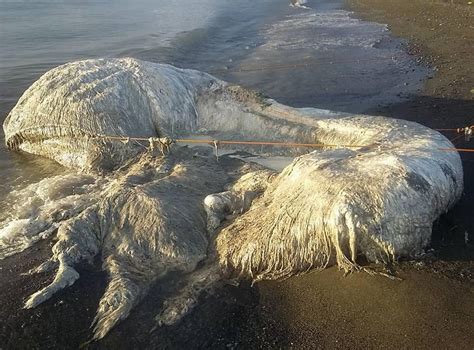 Mysterious Hairy Sea Creature Dubbed ‘globster Washes Up On