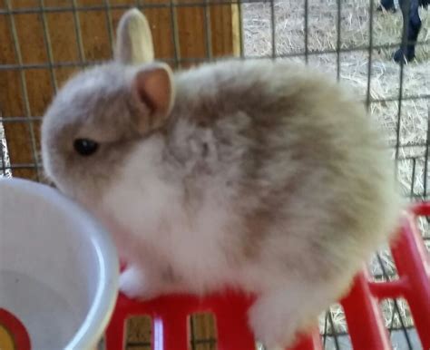 Free classified ads for pets and everything else. Bunnies for sale - Sugar Bunny Rabbitry