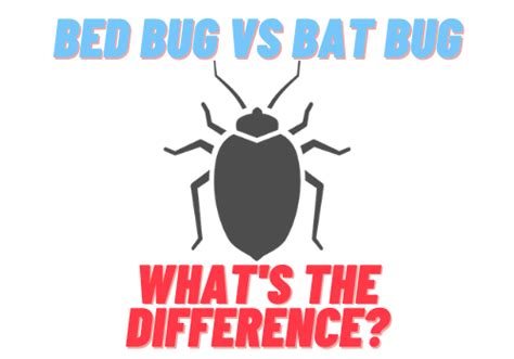 Bed Bugs And Bat Bugs Whats The Difference What Eats Bed Bugs And