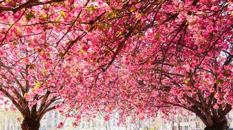 Beautiful Sakura Or Cherry Trees With Pink Flowers In Spring Stock
