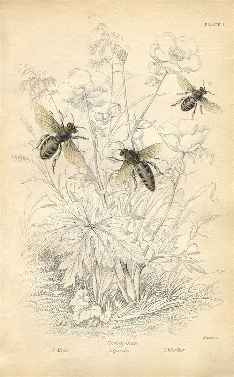 Vintage Printable Honey Bees Graphicsfairysm 992×1600 Bee