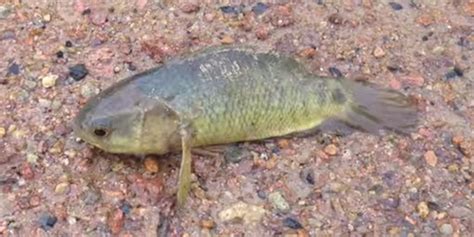 Invasion Of Climbing Perch Could Walk All Over Australia Experts Warn