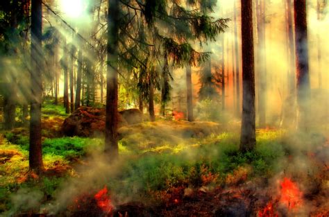 Forest Fire Hdr 1920x1080 Wallpaper