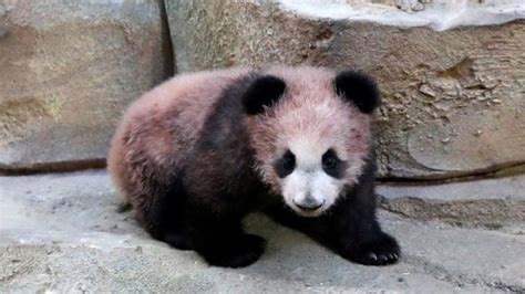 Pengunjung Kebun Binatang Antusias Saksikan Bayi Panda Pertama Di