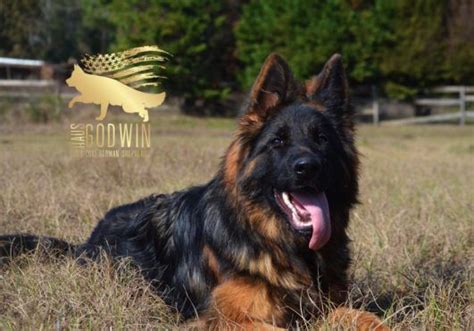 German owned and operated kennel with over twenty years experience. German Shepherd Puppies Nc Price - Pets Lovers