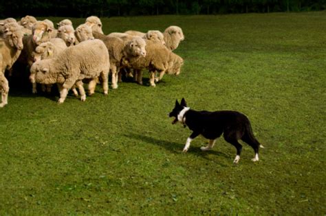 How To Train A Herding Puppy Daily Puppy