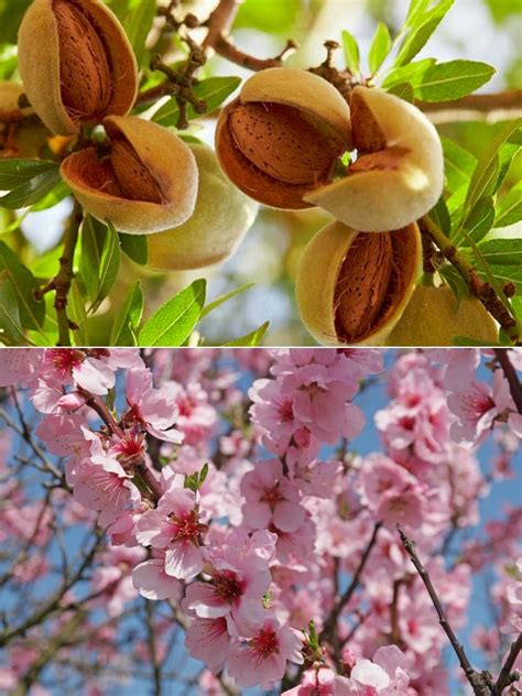 Prunus Dulcis Patio Almond Tree