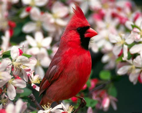 Northern Cardinal Informations Pictures