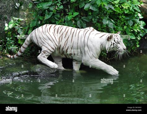 Tiger White In Jungle Stock Photo Alamy