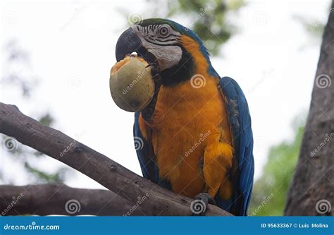 Papagaio Pode Comer Manga