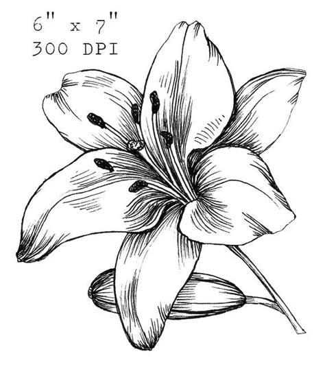 White Lily Flower Drawing Zenia Burchett