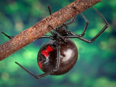 The bite of the black widow spider is known to be quite painful. Black Widow Spiders
