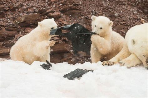Polar Bear Cubs On Remote Island Found Playing With Plastic