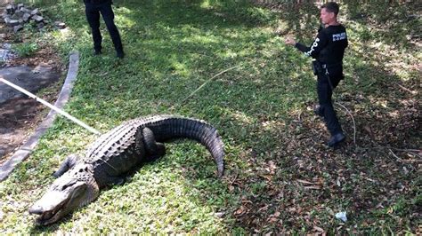 Massive 750 Pound Alligator Found Lurking In Florida Business Park