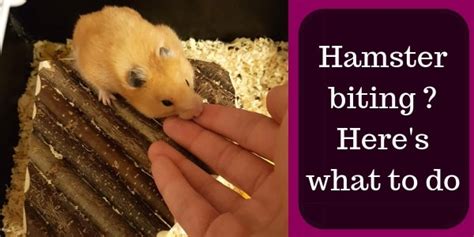 Hamster Teeth Problems What They Are And How To Treat Them