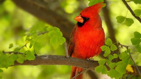 Cardinal Full Hd Wallpaper And Background Image 1920x1080 Id564814