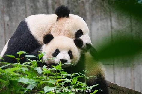 Giant Panda Pang Da Hai With Mama Ying Hua At Bifengxia In 2018 Giant
