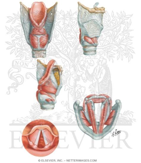 Intrinsic Muscles Of Larynx