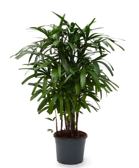 Broadleaf Lady Palm Rhapis Excelsa Growing Tips And Care