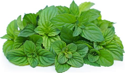 Orange Mint Information And Facts