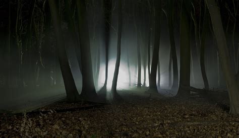 Photography Of Forest At Night Time Hd Wallpaper Wallpaper Flare