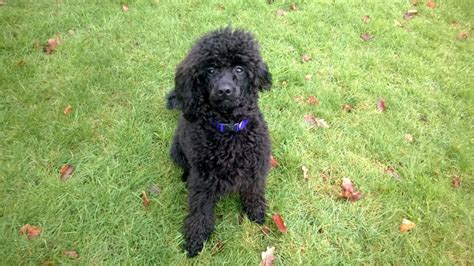 New Pictures Of Pepper My Miniature Black Poodle Poodle Forum