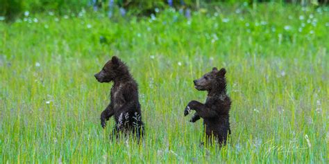 Grizzly Bear Cubs Standing Photo 299 Alaska Usa Jess Lee Photography
