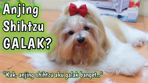 Apakah Anjing Shihtzu Itu Galak Kenapa Anjing Marah Kalau Disentuh