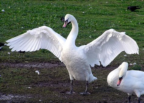 Free Images Wing White Wildlife Beak Fauna Plumage Birds Swan Wings Goose Vertebrate