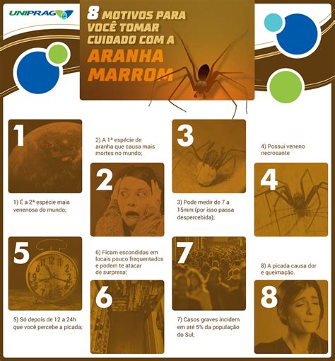 Sem dúvida ela é uma das espécies de aranha mais conhecida: Os perigos que a aranha marrom causa à sua saúde ...