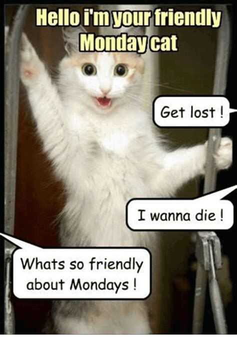 Top Monday Cat Meme Joke Image And Photos QuotesBae