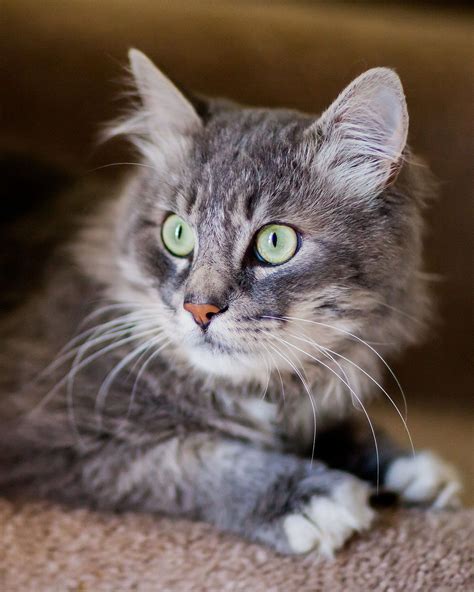 Cute Gray Cat With Green Eyes Photoshoot Ideas Cat Portrait