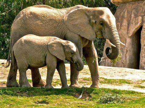 Mother Elephant And Calf