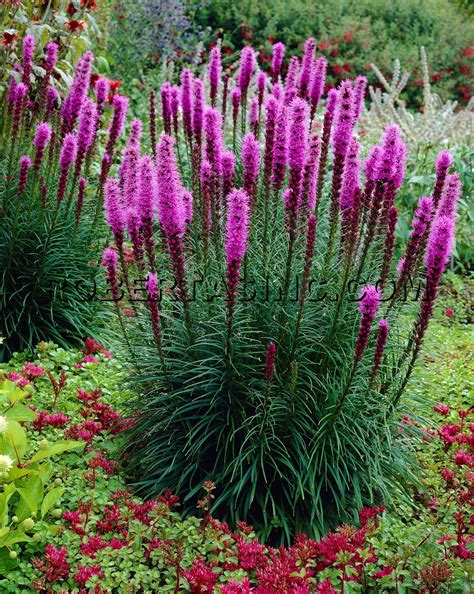 Liatris Blazing Stars Blooms Mid Summer To Early Fall Colorful