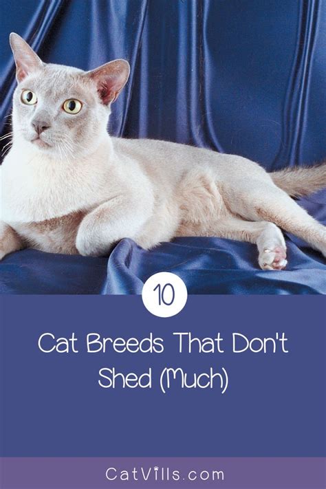 10 cat breeds that don't shed...much