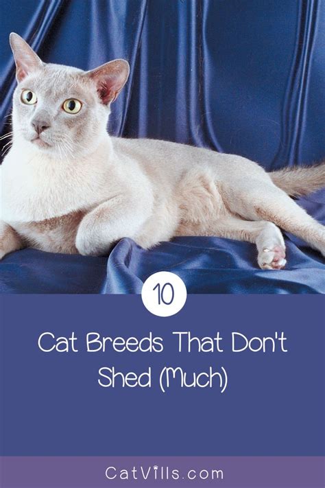 10 Cat Breeds That Dont Shedmuch Cat Breeds Best Cat Breeds Cats