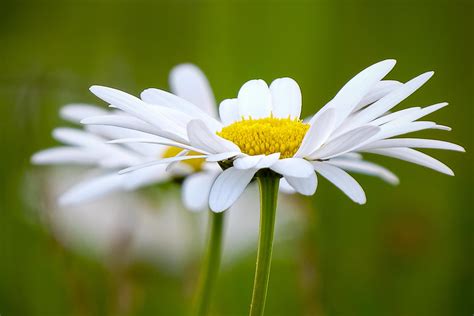 Selective Focus Photo Of White Daisy Flower Hd Wallpaper Wallpaper Flare