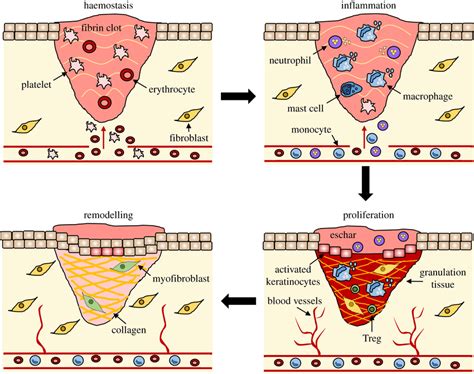 The Stages Of Wound Repair And Their Major Cellular Components Wound