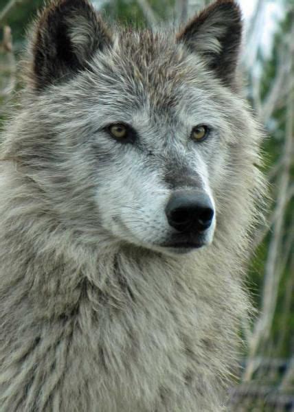 Beautiful Gray Wolf Earths Extraordinary Creatures