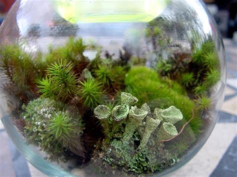 Terrarium Kit Diy Large Moss And Lichen Kit Featured In 2015
